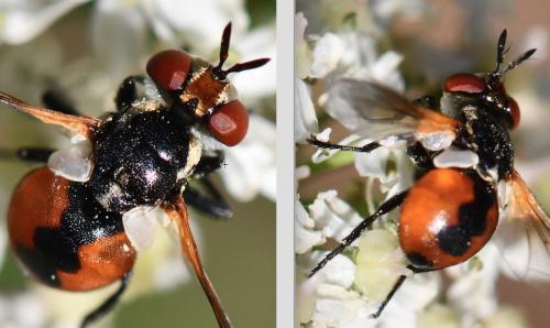 Gymnosoma sp.